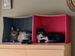 ニャン達の部屋