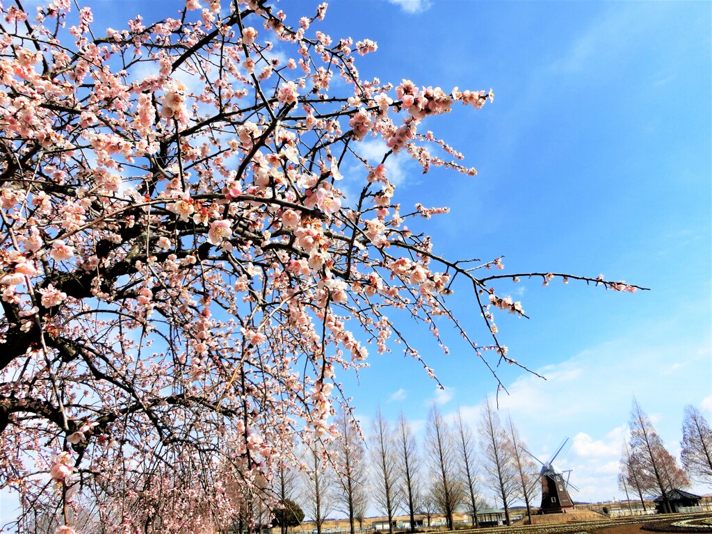 華やぐ公園