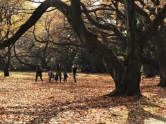 都会のオアシス