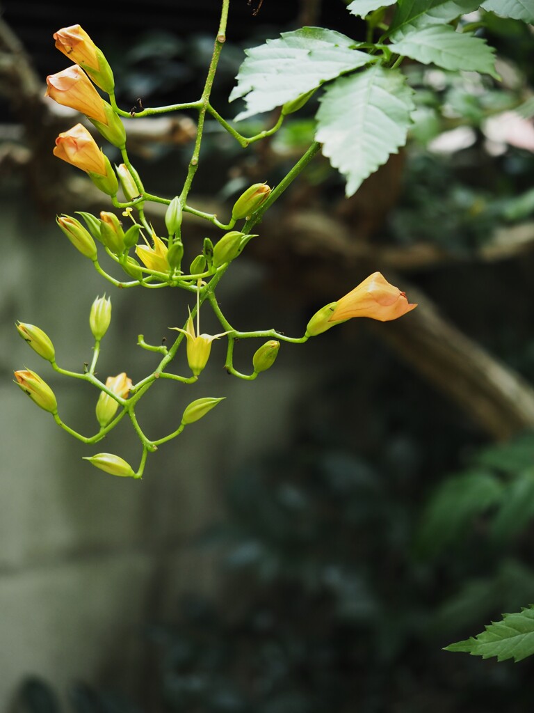 たくましいノーゼンカズラ