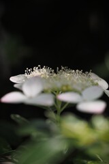 白い花シリーズ⑳