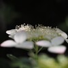 白い花シリーズ⑳