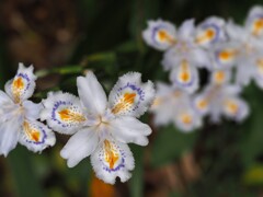 白い花シリーズ④