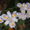白い花シリーズ④