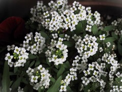 白い花シリーズ⑩