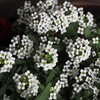 白い花シリーズ⑩