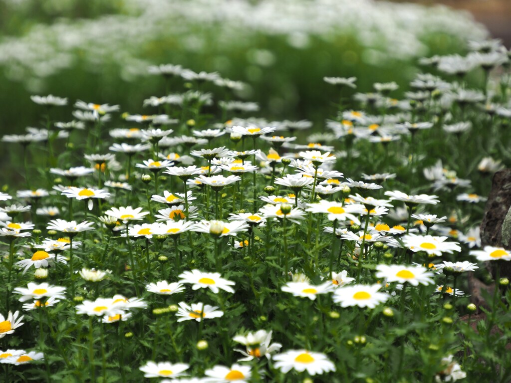 白い花⑪