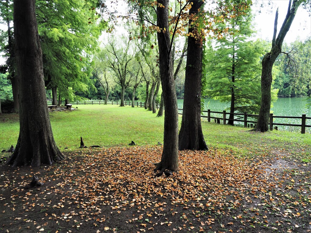 雨の日の公園