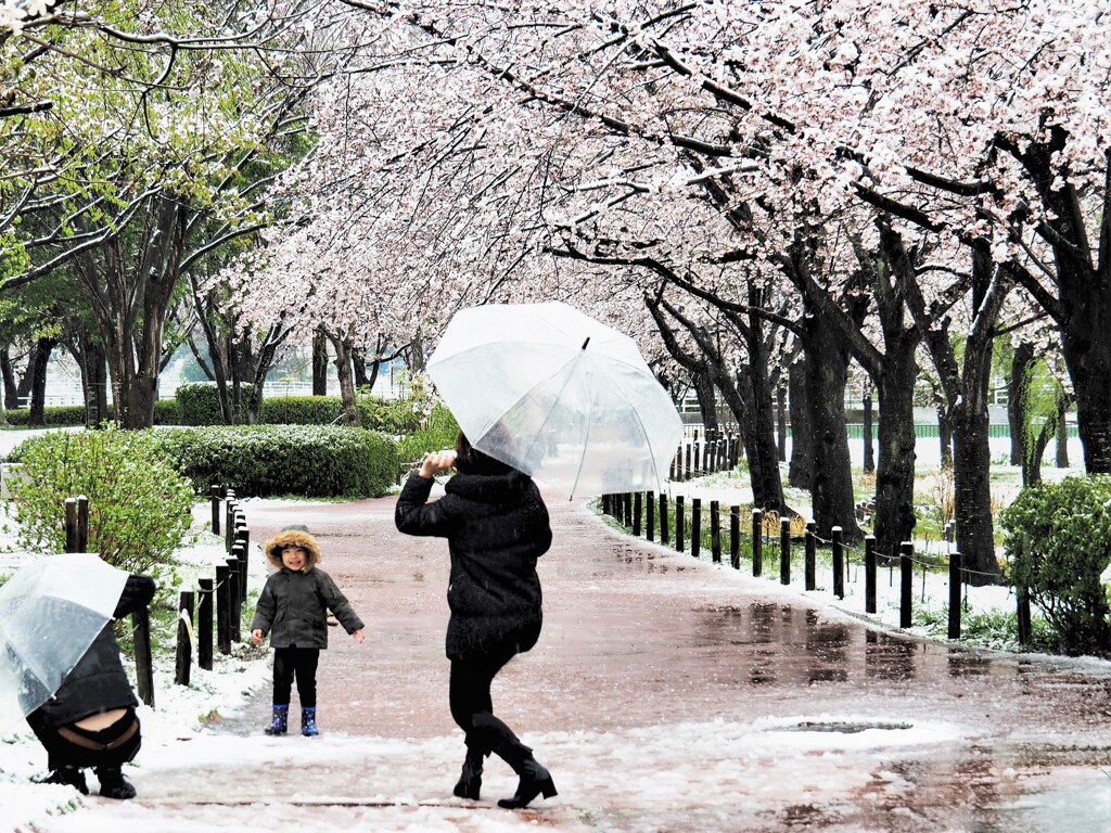 春の雪