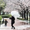 春の雪