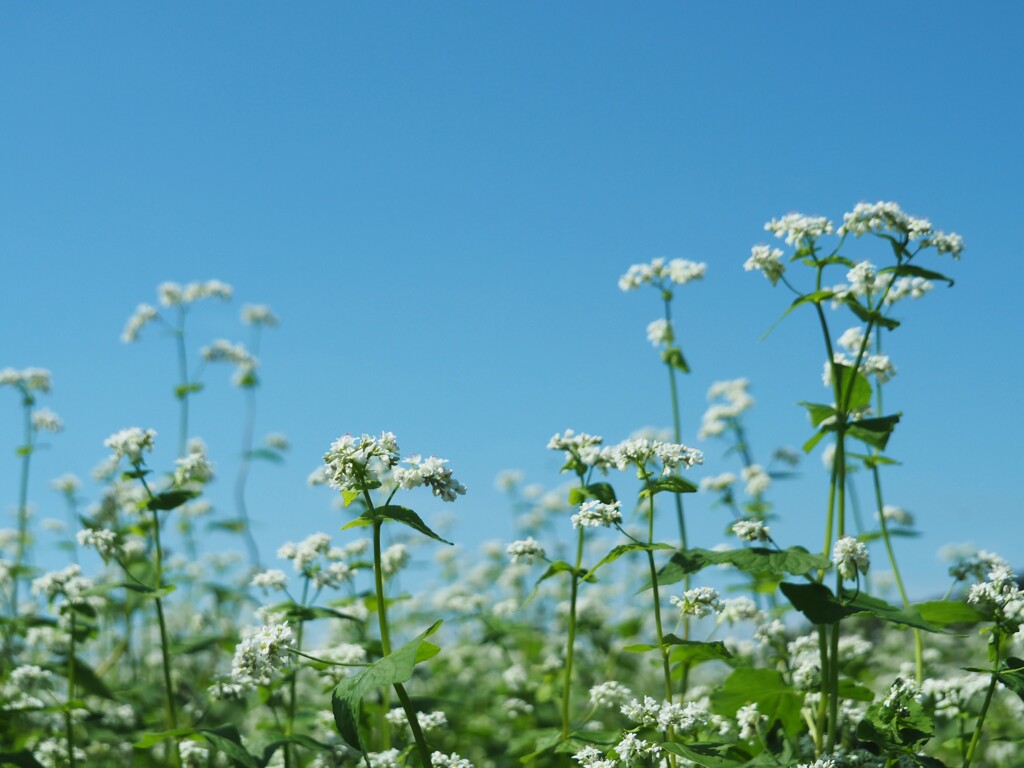 秋の空と白い花