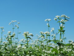 秋の空と白い花