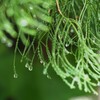 雨あがり