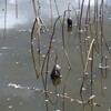雨上がり公園②