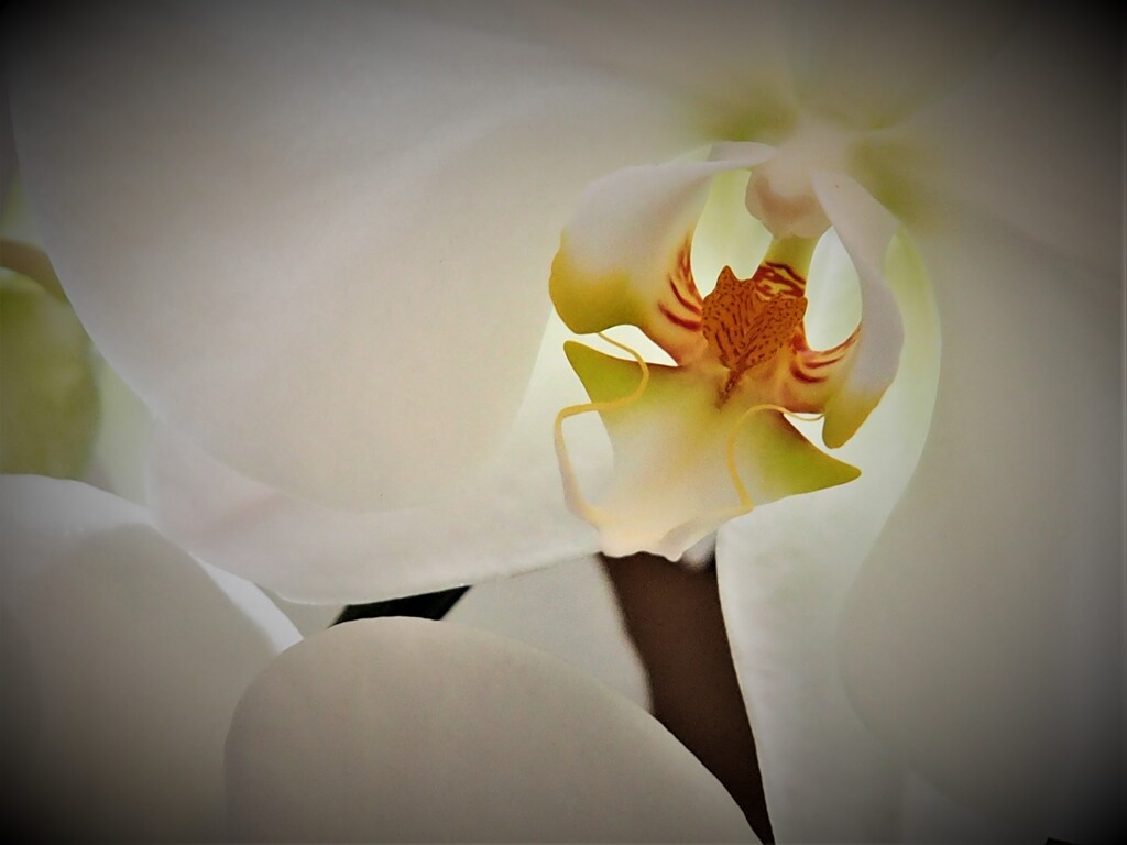 生まれ変わったらあなたのように