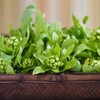 蕗の薹