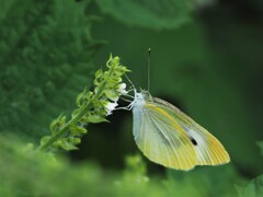 畑の仲間たち④