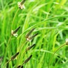 風に乗って～　♪♪