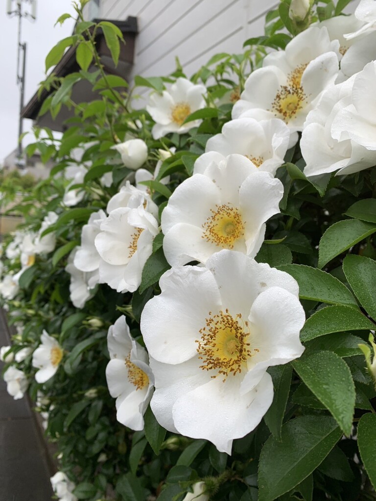 白い花シリーズ③