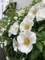 白い花シリーズ③