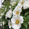 白い花シリーズ③