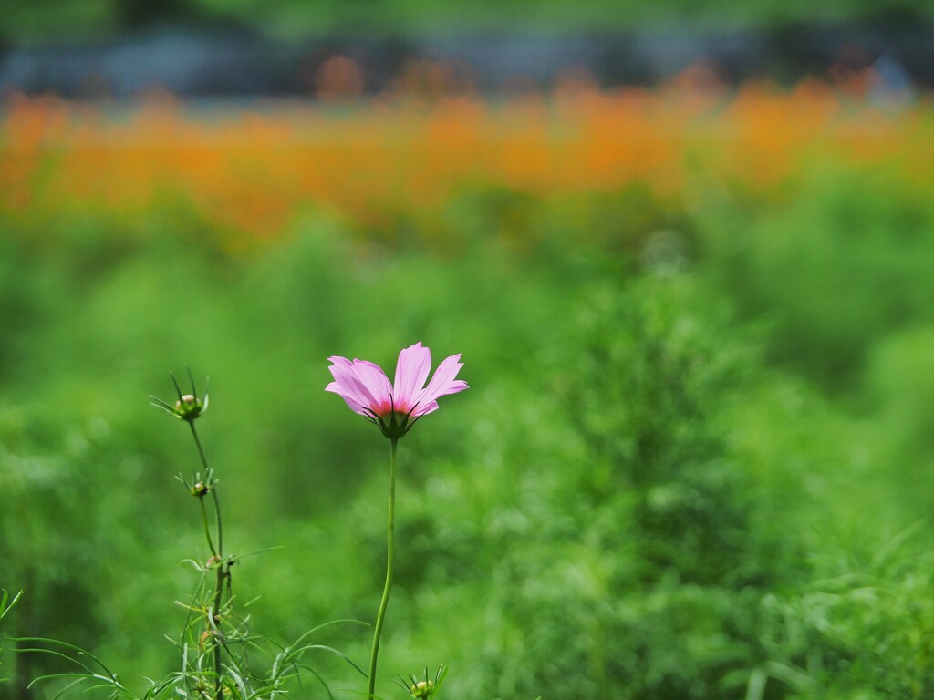 次は私の番！