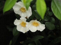 白い花シリーズ⑤