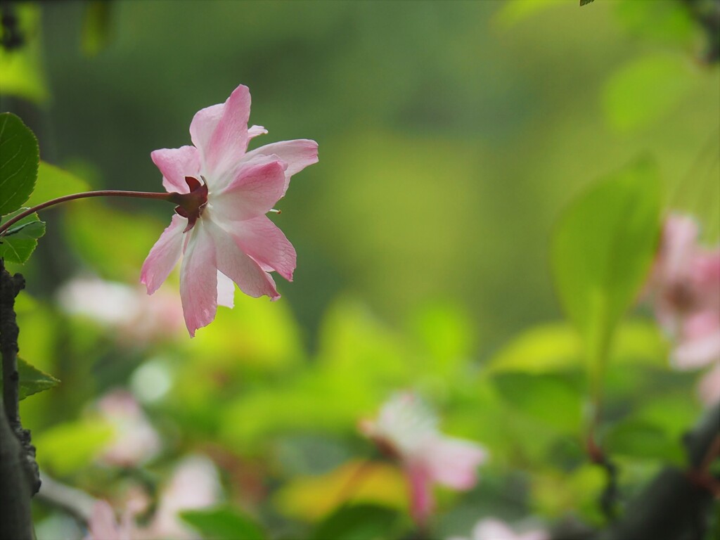 優しい春色