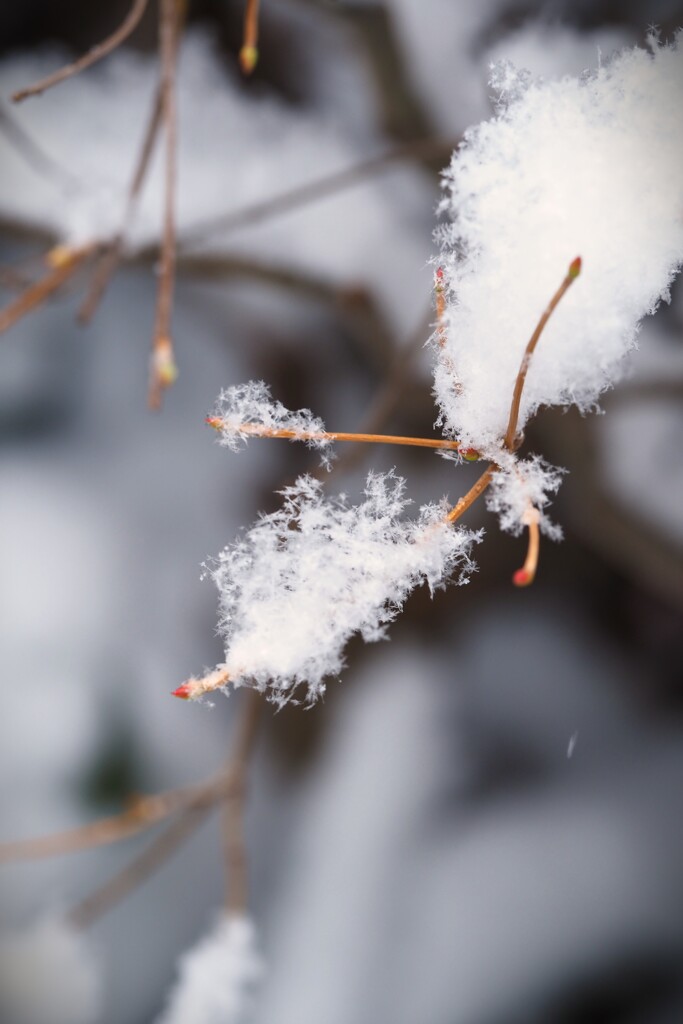 この春一番の雪