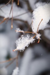 この春一番の雪