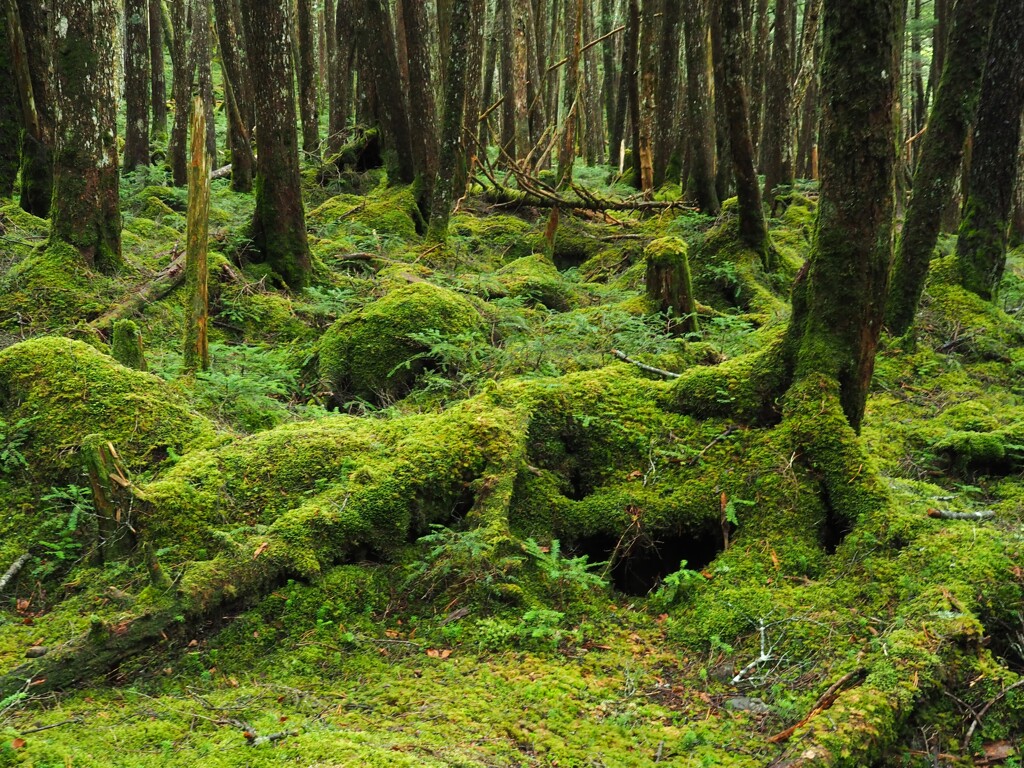 苔の森