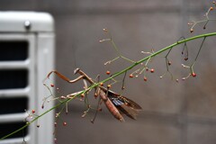 ママへの決意
