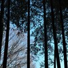 蕾が膨らむ頃