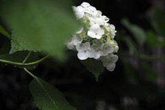 白い花シリーズ㉓