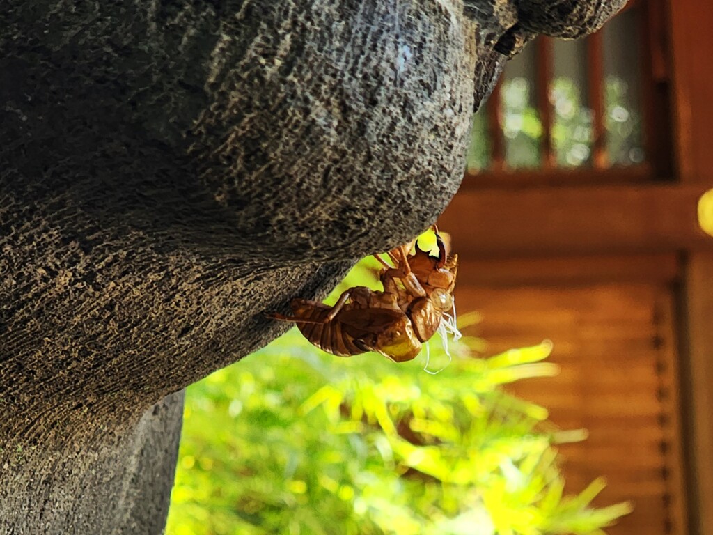 お盆のお墓参り