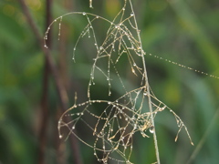 朝露に魅せられて