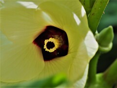 オクラの花