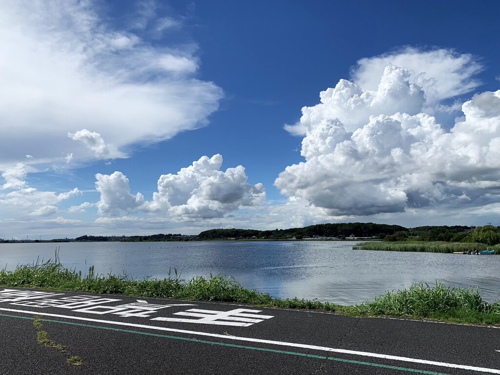 手賀沼の夏