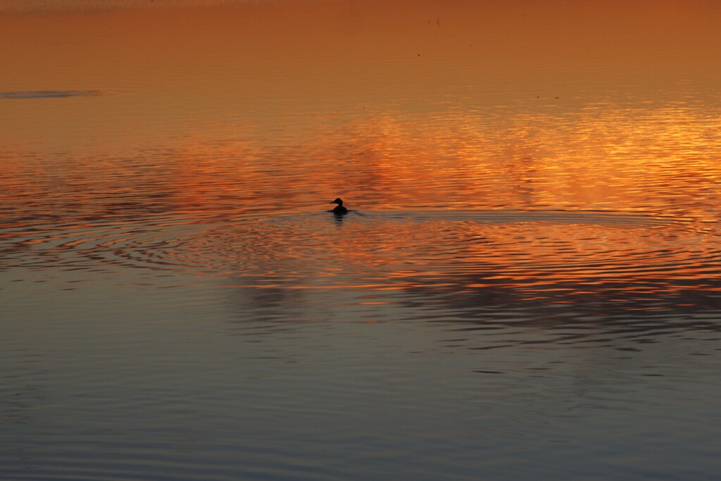 お正月の日の出