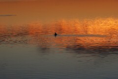 お正月の日の出