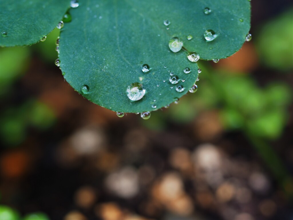 雨上がり
