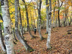 観音沼の紅葉②