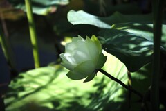 白い花シリーズ㉗   王子蓮