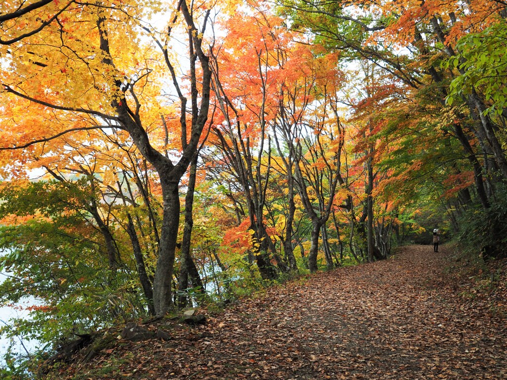 ロマンチックな小道