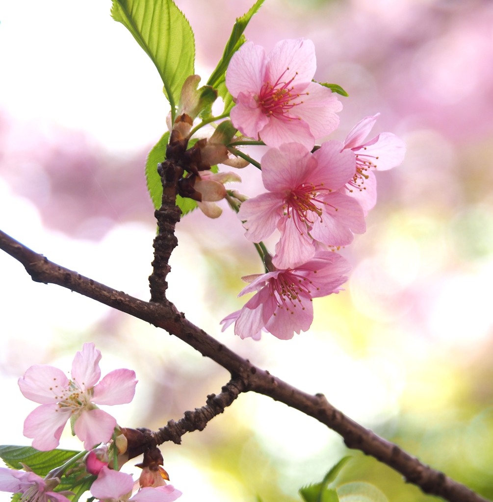 お花見日和