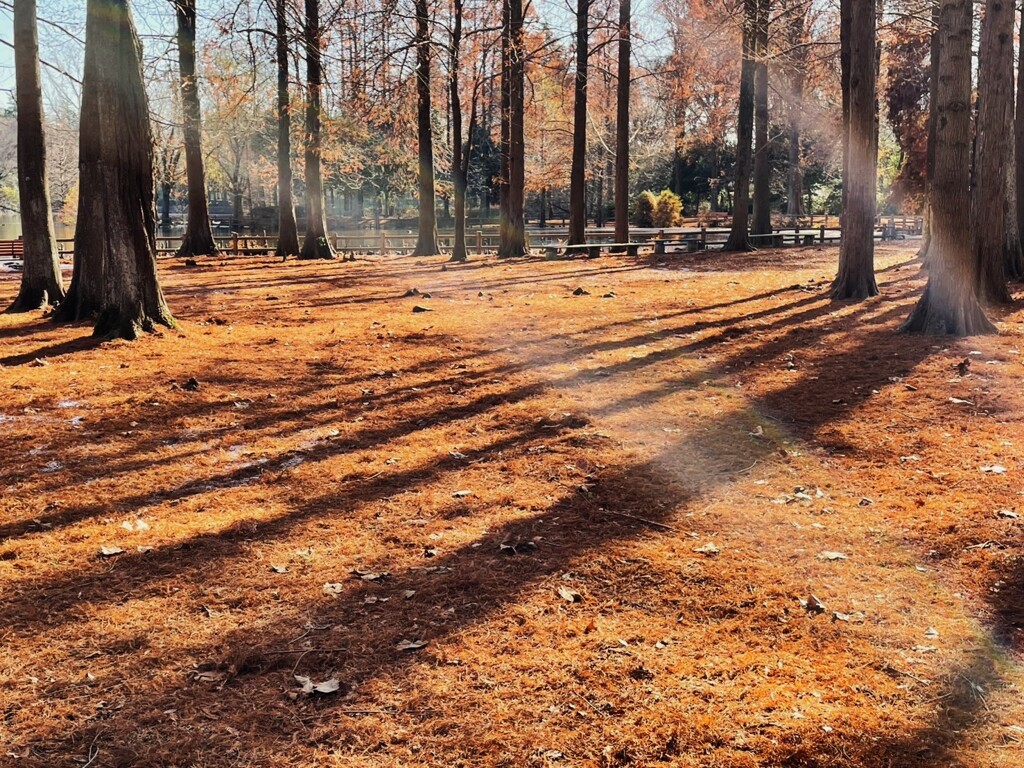 晩秋の公園②