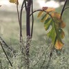 朝露と蜘蛛の糸の世界