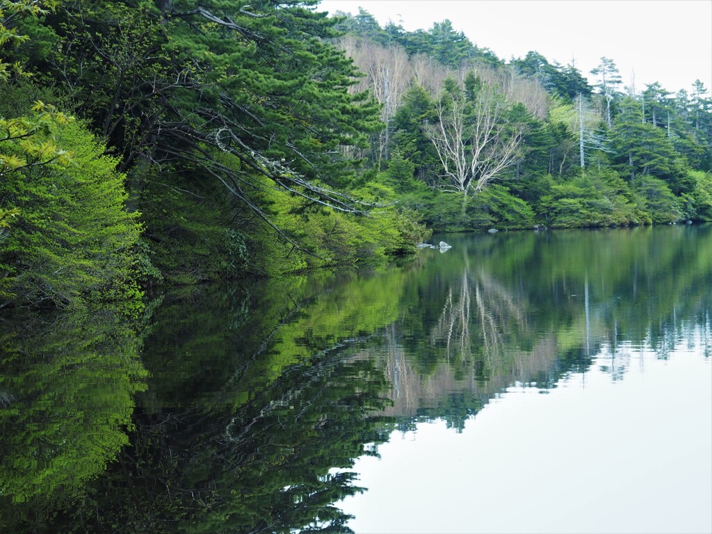白駒の池