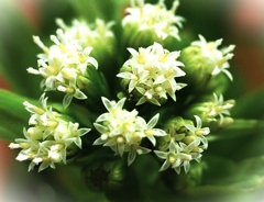 こんなブーケが欲しい