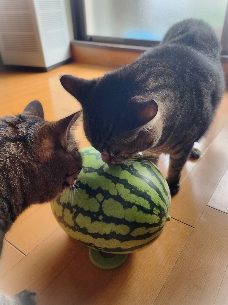 クンクン、、、、と